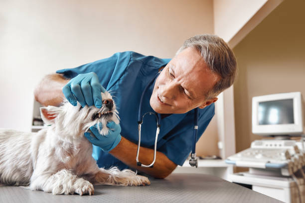 Best Knocked-Out Tooth (Avulsed Tooth) Treatment in Alamo, CA